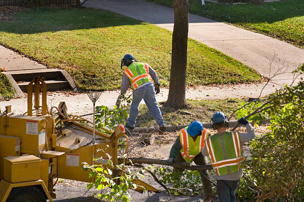 Best Tree and Shrub Care  in Manassas, VA